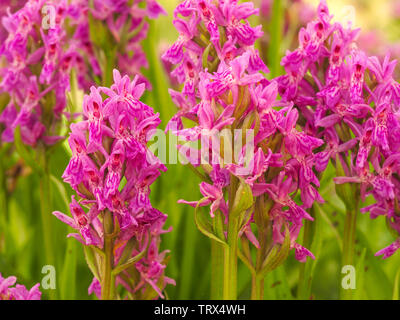 Nahaufnahme von rosa Madeira Orchidee Blumen (Dactylorhiza foliosa) Stockfoto