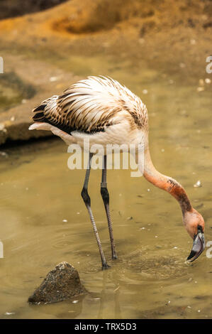 Chilenischer Flamingo (Phoenicopterus sp.) steht im flachen Wasser in Sylvan Bird Park, Schottland Hals, NC. Dieser Vogel hat graue Beine mit rosa Fugen Stockfoto