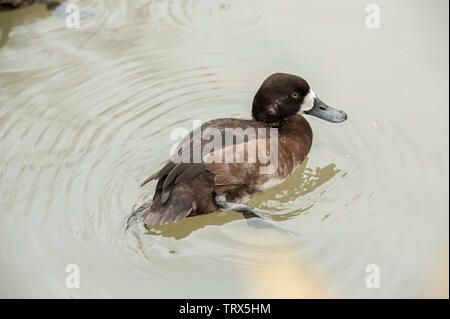 Schwarzkopfruderente (Oxyura jamaicernsis) männlich mit Zucht Gefieder, die in einem Teich schwimmt. Schwarzkopfruderente eine gemeinsame Tauchen Ente auf Teiche, Seen und geschützte Buchten in Stockfoto