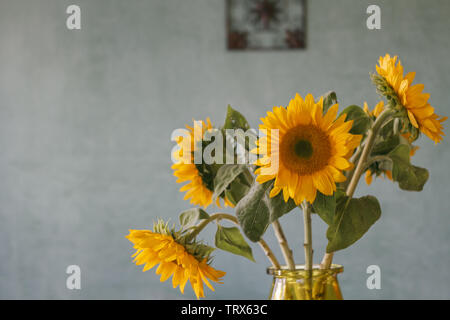 Strauß mit frischen Sonnenblumen in einem Zimmer, mit einer texturierten Blau Venezianischer Putz an der Wand Stockfoto