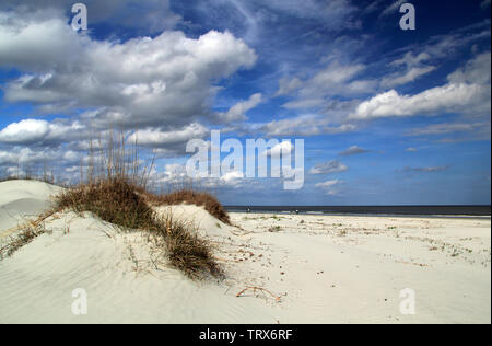 Cumberland Island National Seashore ist berühmt für ihre ausgedehnten Strände, das umfangreiche Loipennetz, und auch für die ortsansässige Bevölkerung der wilden Pferde Stockfoto