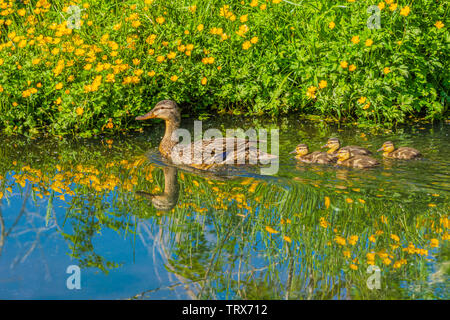 Mutter Stockente Ente schwimmt mit ihrer Jungen in Bach im Frühling. Gelbe butterblume Wildblumen sind am Ufer, Castle Rock Colorado USA. Foto im Juni getroffen. Stockfoto