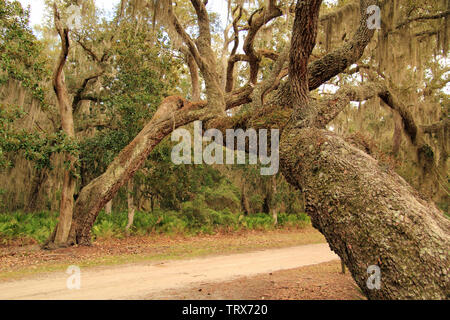 Cumberland Island National Seashore ist berühmt für ihre ausgedehnten Strände, das umfangreiche Loipennetz, und auch für die ortsansässige Bevölkerung der wilden Pferde Stockfoto