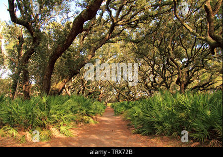 Cumberland Island National Seashore ist berühmt für ihre ausgedehnten Strände, das umfangreiche Loipennetz, und auch für die ortsansässige Bevölkerung der wilden Pferde Stockfoto