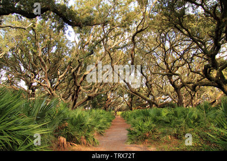 Cumberland Island National Seashore ist berühmt für ihre ausgedehnten Strände, das umfangreiche Loipennetz, und auch für die ortsansässige Bevölkerung der wilden Pferde Stockfoto