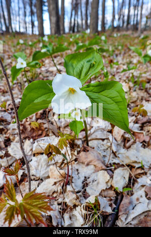 (Weißes Trillium Trillium nivale) wilde Blume in Wisconsin geschützt Stockfoto