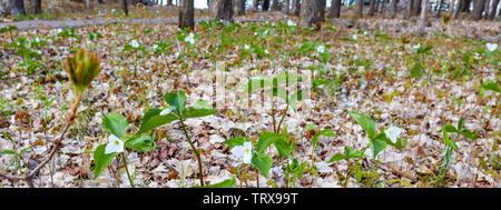 Snow White Trillium (Trillium nivale) wilde Blume in Wisconsin geschützt Stockfoto