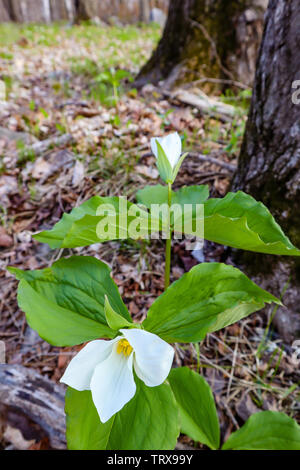 Schnee Trillium (Trillium nivale) wilde Blume in Wisconsin geschützt Stockfoto