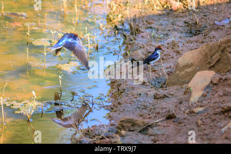 Kleiner Vogel, Kabel-tailed Swallow, Hirundo smithii, thront, Kopie Raum Stockfoto