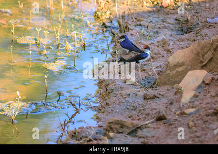 Kleiner Vogel, Kabel-tailed Swallow, Hirundo smithii, thront, Kopie Raum Stockfoto