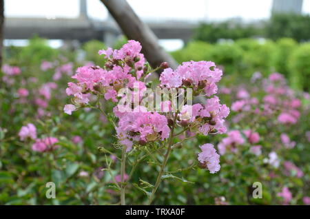 Blume Lagerstroemia loudonii Teijsm & Binn. Stockfoto