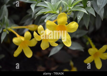 Schöne Blume im Garten. blühende Pflanze. Allamanda. Stockfoto