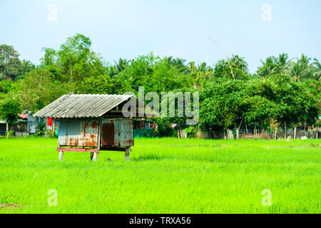 Das Ferienhaus ist durch grüne Reisfelder und Baum Hintergrund umgeben Stockfoto