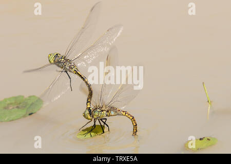 Australischen Emperor Dragonfly Hemianax papuensis Australien Stockfoto