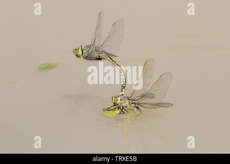 Australischen Emperor Dragonfly Hemianax papuensis Australien Stockfoto