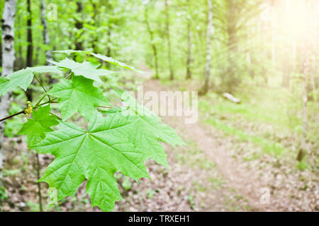 Sugar Maple, rock Maple (Acer saccharum) Blätter in der Nähe - auf dem Hintergrund der Wanderweg im Frühjahr Wald. Fließend weiche Hintergrund. Sanfte spr Stockfoto