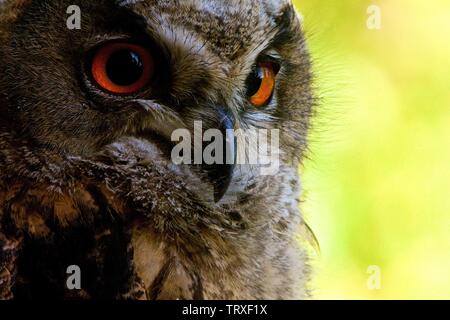 Extreme Nahaufnahme von jungen Uhu Stockfoto