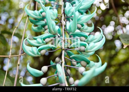 Strongylodon macrobotrys, die gemeinhin als Jade Vine, Emerald Weinstock oder Türkis Jade Vine bekannt Stockfoto