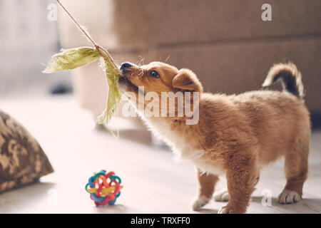 Schöne cute puppy Spielen mit einem Lappen in der Wohnung auf dem Boden Stockfoto