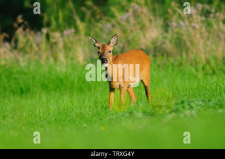 Weibliche Rehe grasen in Feld Stockfoto