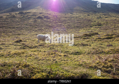 Brecknock Hill Cheviot, mutterschaf mit Lamm. Brecknockshire Wales, März 2019 Stockfoto