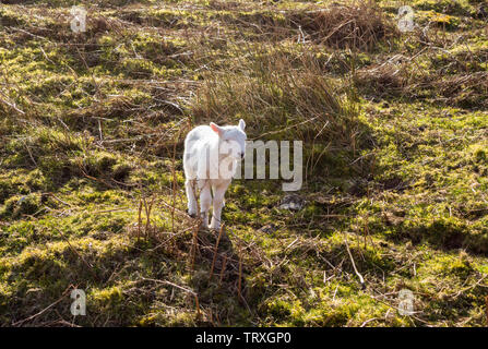Frühling auf den Beacons mit einem brecknock Hill Cheviot Lamm, Breaconshire Wales. März 2019 Stockfoto