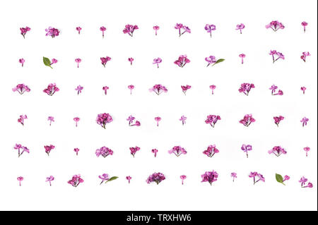 Kreative Gestaltung aus Lila Lila Blumen auf weißem Hintergrund. Minimalen Begriff. Muster mit Blumen. Flach mit horizontaler Ausrichtung. Stockfoto