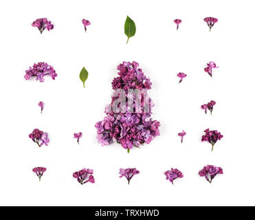 Kreative Gestaltung aus Lila Lila Blumen und Blüten auf dem weißen Hintergrund. Florales Muster im minimalistischen Stil. Flach, Ansicht von oben. Stockfoto