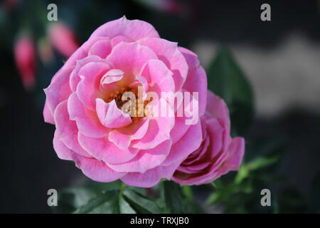 Kleine und schöne Rosenstöcke von rosa Blüten Stockfoto