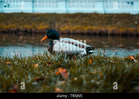 Drake im Gras. Wild Duck vor dem Teich Stockfoto