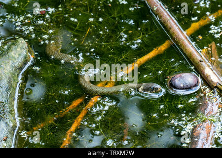 Wasser Schlange (Natrix natrix) Schwimmen in einem Teich Stockfoto