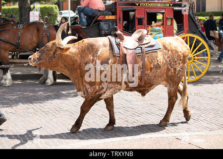 Longhorn Rinder sind durch die Straßen von Fort Worth Stockyards district für Touristen angetrieben, so dass Sie sich vorstellen können, was war wie für Cowboys Stockfoto