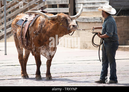 Longhorn Rinder sind durch die Straßen von Fort Worth Stockyards district für Touristen angetrieben, so dass Sie sich vorstellen können, was war wie für Cowboys Stockfoto