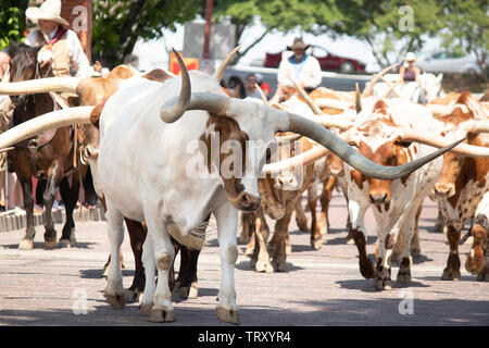 Longhorn Rinder sind durch die Straßen von Fort Worth Stockyards district für Touristen angetrieben, so dass Sie sich vorstellen können, was war wie für Cowboys Stockfoto