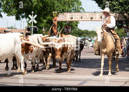 Longhorn Rinder sind durch die Straßen von Fort Worth Stockyards district für Touristen angetrieben, so dass Sie sich vorstellen können, was war wie für Cowboys Stockfoto