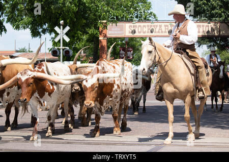 Longhorn Rinder sind durch die Straßen von Fort Worth Stockyards district für Touristen angetrieben, so dass Sie sich vorstellen können, was war wie für Cowboys Stockfoto