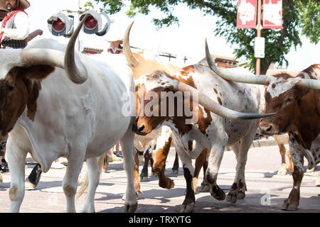 Longhorn Rinder sind durch die Straßen von Fort Worth Stockyards district für Touristen angetrieben, so dass Sie sich vorstellen können, was war wie für Cowboys Stockfoto