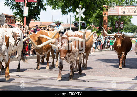 Longhorn Rinder sind durch die Straßen von Fort Worth Stockyards district für Touristen angetrieben, so dass Sie sich vorstellen können, was war wie für Cowboys Stockfoto