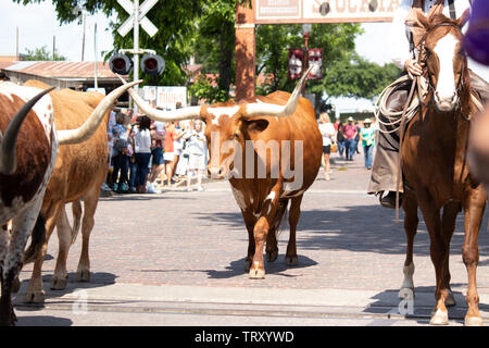 Longhorn Rinder sind durch die Straßen von Fort Worth Stockyards district für Touristen angetrieben, so dass Sie sich vorstellen können, was war wie für Cowboys Stockfoto