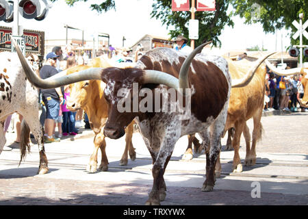 Longhorn Rinder sind durch die Straßen von Fort Worth Stockyards district für Touristen angetrieben, so dass Sie sich vorstellen können, was war wie für Cowboys Stockfoto