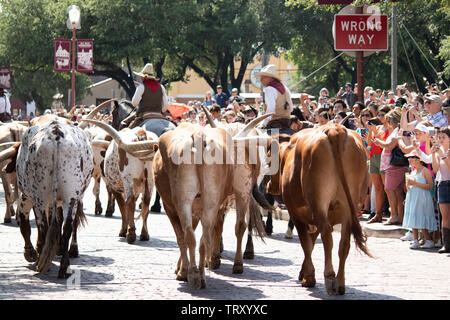 Longhorn Rinder sind durch die Straßen von Fort Worth Stockyards district für Touristen angetrieben, so dass Sie sich vorstellen können, was war wie für Cowboys Stockfoto