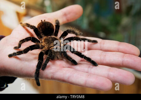 Eine große schwarze Spinne auf die Hand eines Mannes. Ein Mann hält eine Spinne Tarantula. Stockfoto