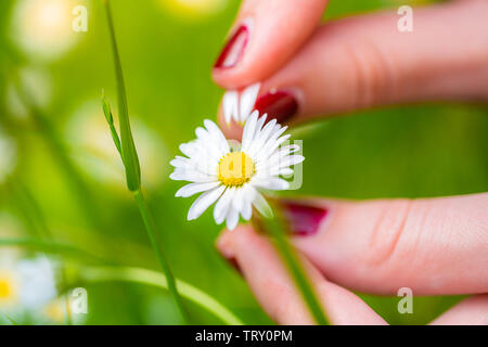 Rupfen Blütenblätter einer Daisy mit Ihren Fingern Stockfoto