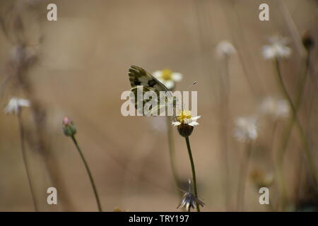 Schöne Badewanne weiß (Pontia daplidice) Schmetterling. Stockfoto