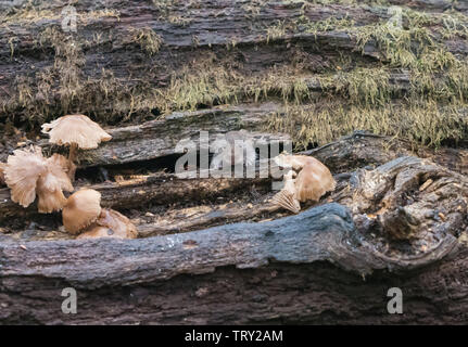 Bank Vole in Englisch woodland, lugen aus alten anmelden. Stockfoto