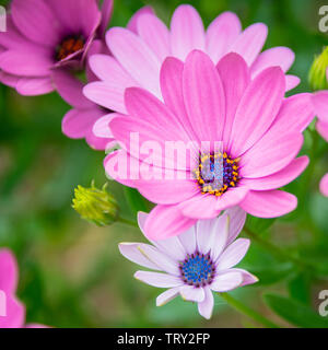 Eine schöne Blüte rosa-Blütenblatt Kap Margeriten (osteospermum) Stockfoto