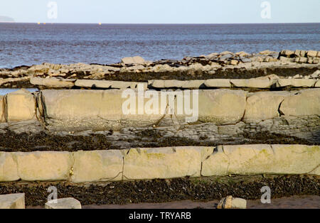 East Quantoxhead Strand, Somerset. Karrenfelder von der Jurazeit Ära sind ein Paradies für fossile Jäger. Ammoniten und Reptil bleibt im Überfluss Stockfoto