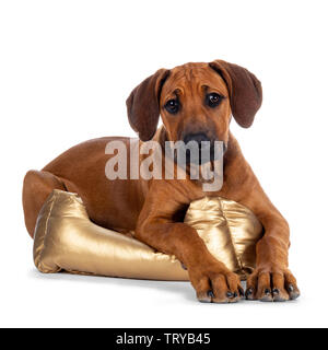 Cute wheaten Rhodesian Ridgeback Welpe Hund mit dunklen Schnauze, zur Festlegung der seitlich nach vorn mit der goldenen Korb an Kamera Suchen mit süßen b Stockfoto