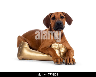 Cute wheaten Rhodesian Ridgeback Welpe Hund mit dunklen Schnauze, zur Festlegung der seitlich nach vorn mit der goldenen Korb an Kamera Suchen mit süßen b Stockfoto
