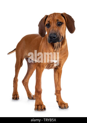 Cute wheaten Rhodesian Ridgeback Welpe Hund mit dunklen Schnauze, ständigen Hälfte seitlich nach vorn mit der goldenen Korb an Kamera Suchen mit süßen Stockfoto